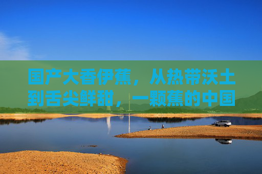 国产大香伊蕉，从热带沃土到舌尖鲜甜，一颗蕉的中国新名片，从热带沃土到舌尖鲜甜，国产大香伊蕉的中国新名片