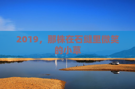 2019，那株在石缝里微笑的小草