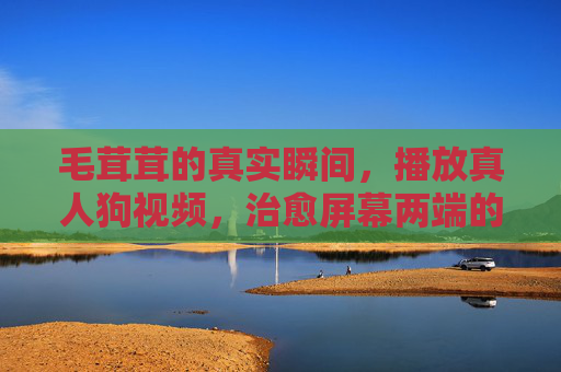 毛茸茸的真实瞬间,播放真人狗视频,治愈屏幕两端的我们 毛茸茸的真实瞬间,播放真人狗视频,治愈屏幕两端的我们