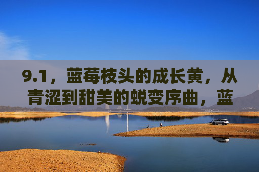 9.1,蓝莓枝头的成长黄,从青涩到甜美的蜕变序曲,蓝莓枝头成长黄,青涩到甜美的蜕变 9.1,蓝莓枝头的成长黄,从青涩到甜美的蜕变序曲,蓝莓枝头成长黄,青涩到甜美的蜕变