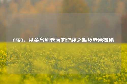 CSGO,从菜鸟到老鹰的逆袭之旅及老鹰揭秘